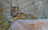 Tigre al Bioparco (Roma)